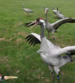 Chris Threatening - September 2011